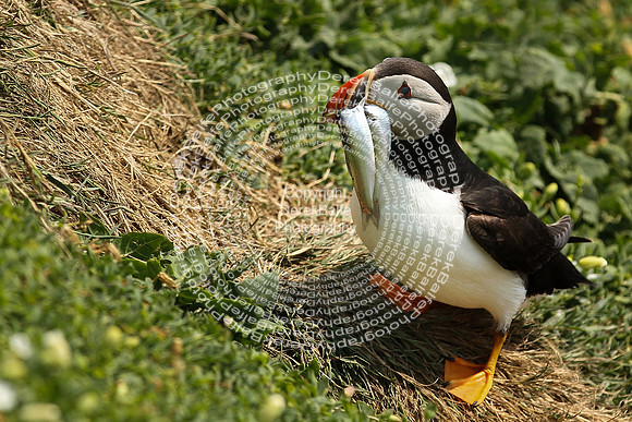 Saltee Island Trip