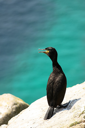 Saltee Island Trip