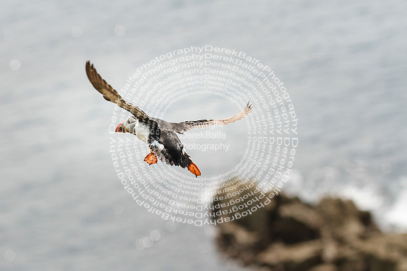 Saltee Island Trip