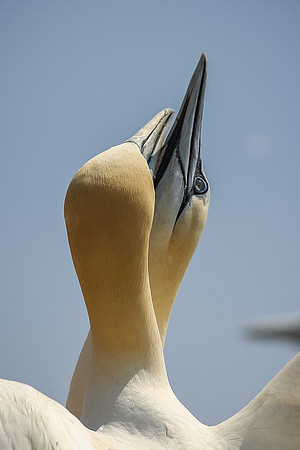 Saltee Island Trip