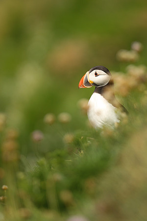 Saltee Island Trip